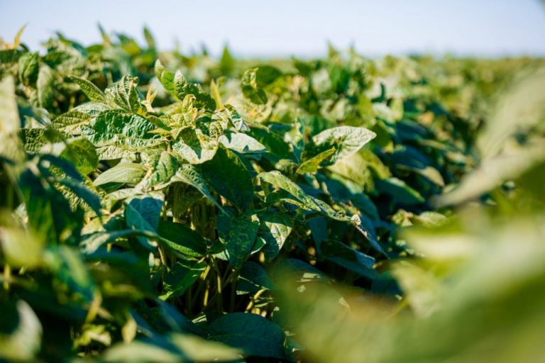 Detalii care contează când creștem soia pentru tofu