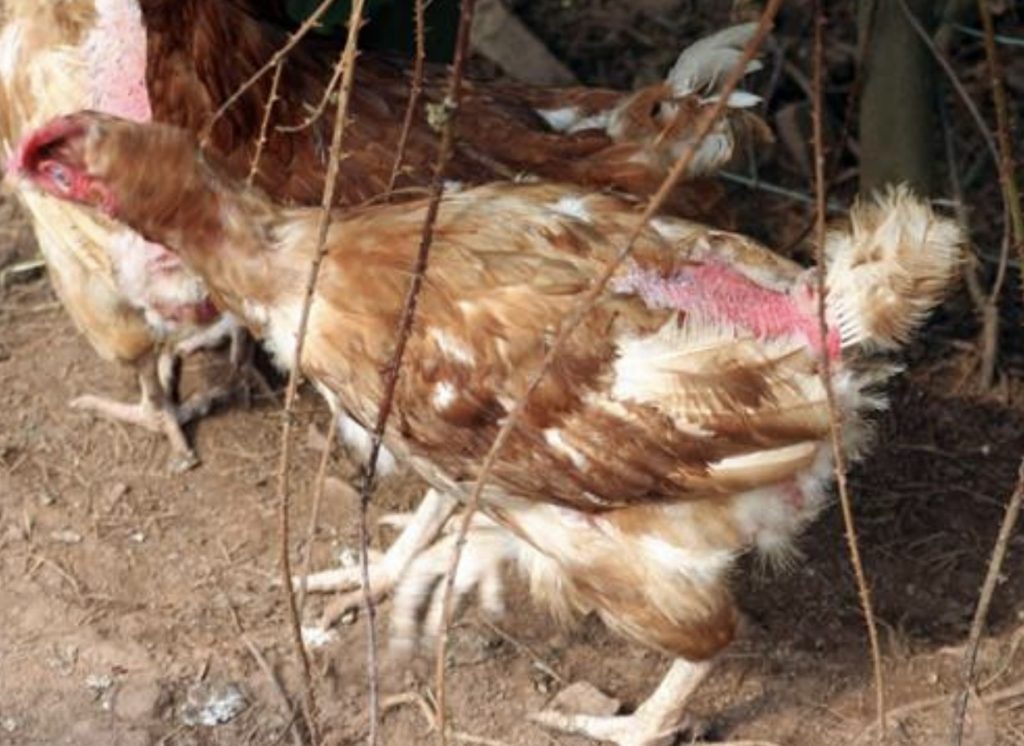 canibalismul la gaini 