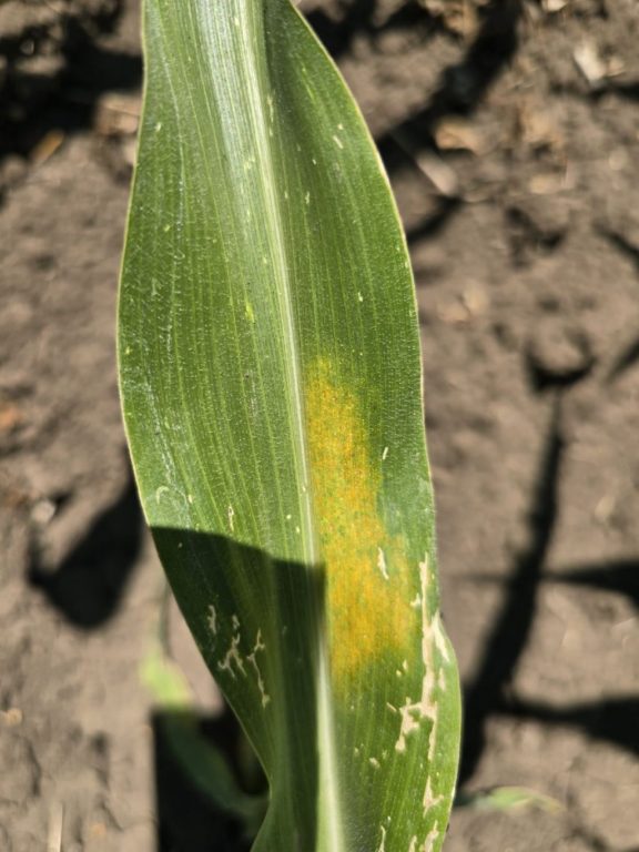 paianjenul rosu comun 