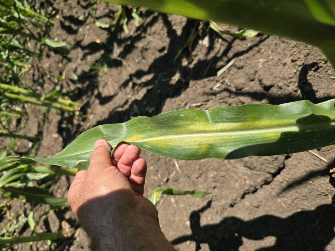 paianjenul rosu comun