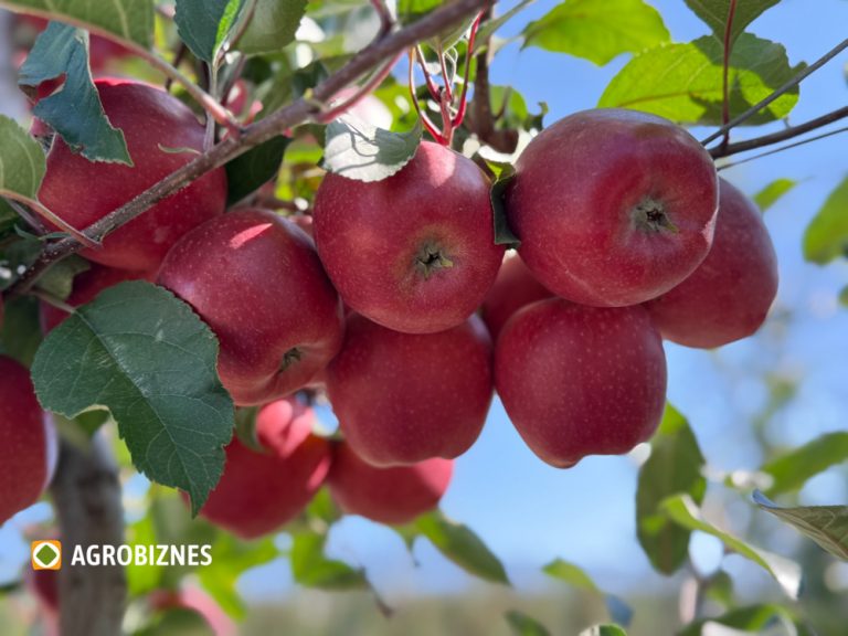 Prognoza WAPA privind recolta europeană de mere și pere