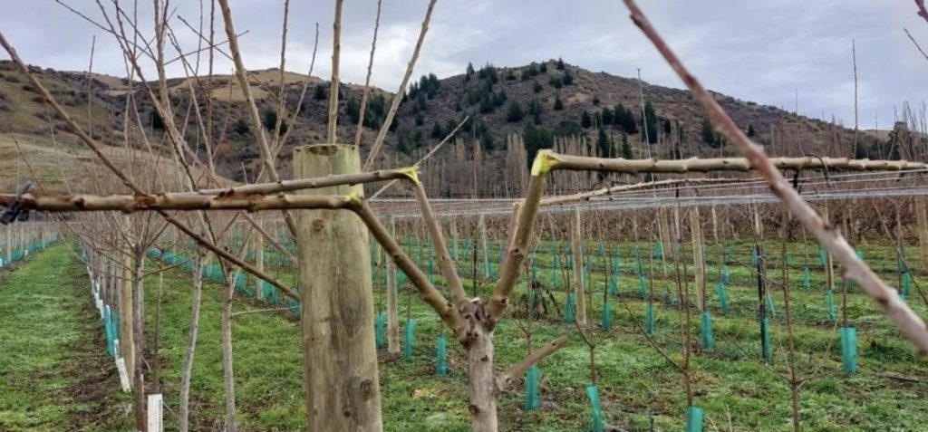 taiere pergola cires