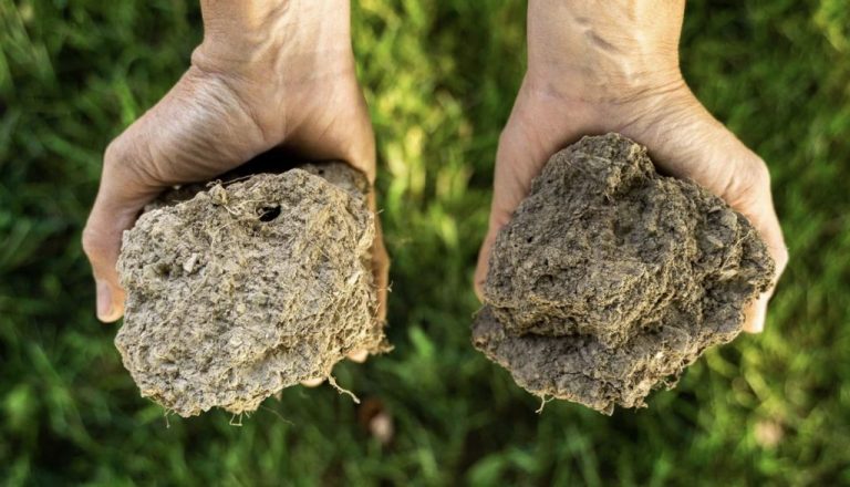 Ziua Mondială a Solului – 111 mii de hectare gestionate durabil în Moldova prin programe de sprijin pentru sol