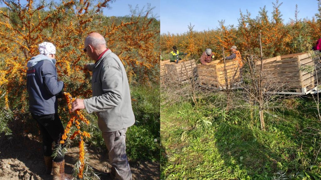 plantatia de catina leordoaia