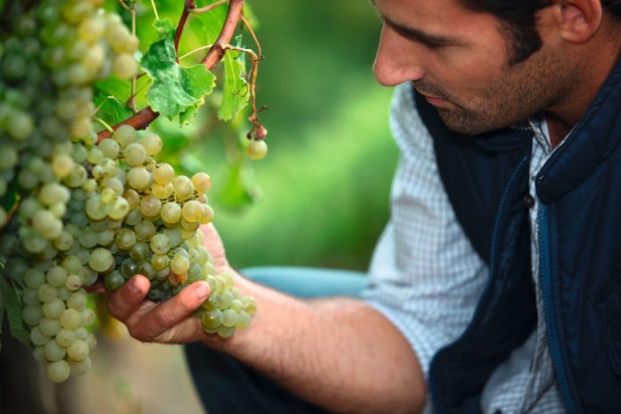 reprezentant vanzari culturi speciale