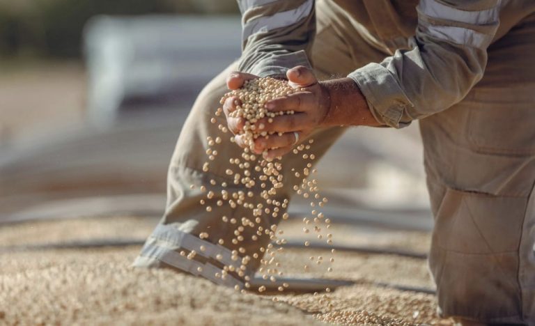 Cumpărătorii europeni de soia, prudenți pe fondul incertitudinii create de amânarea implementării EUDR