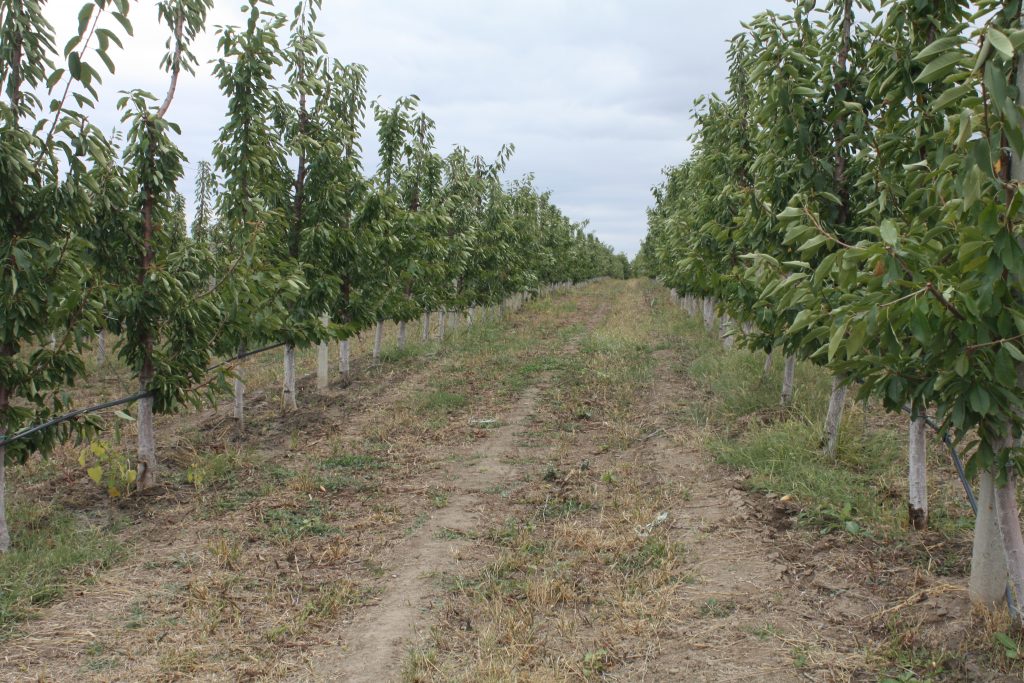 Livada familiei Ostafeiciuc