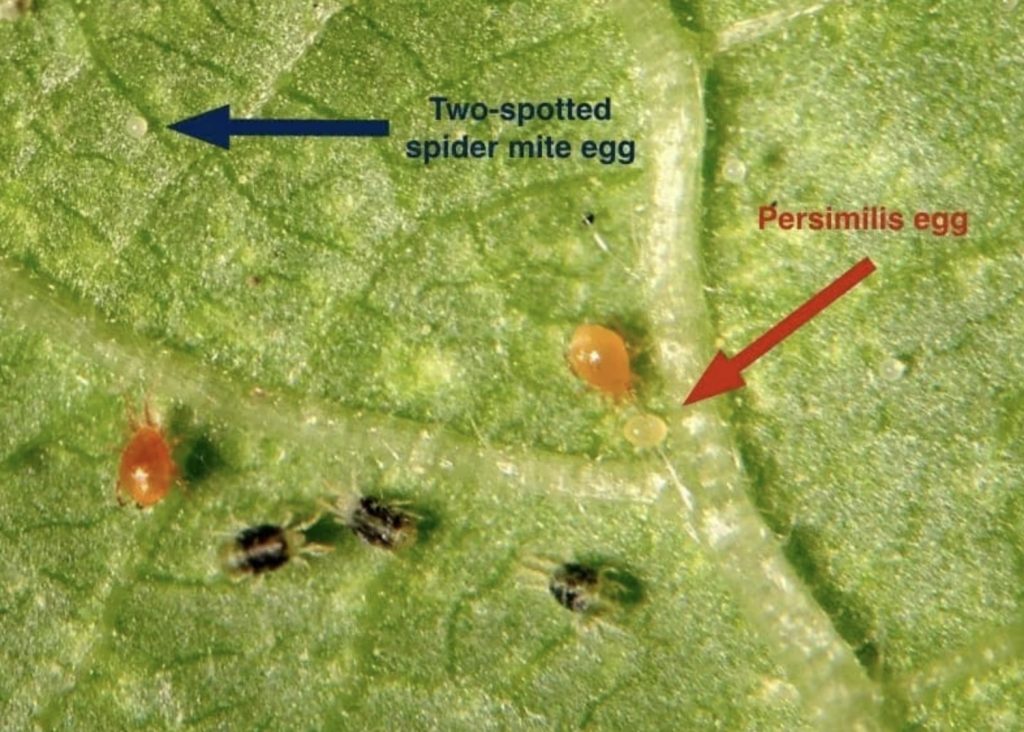 acarieni pradatori si daunatori 