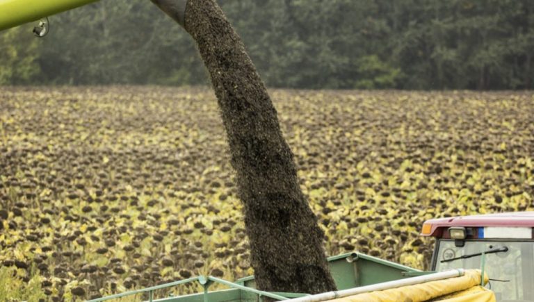 Bulgaria: procesarea florii-soarelui pierde teren. Moldova și România – principalii furnizori