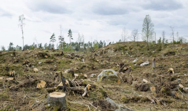 UE amână din nou implementarea directivei privind combaterea defrișărilor