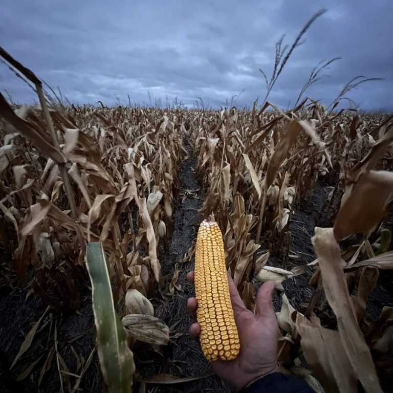 porumb dekalb DKC4231