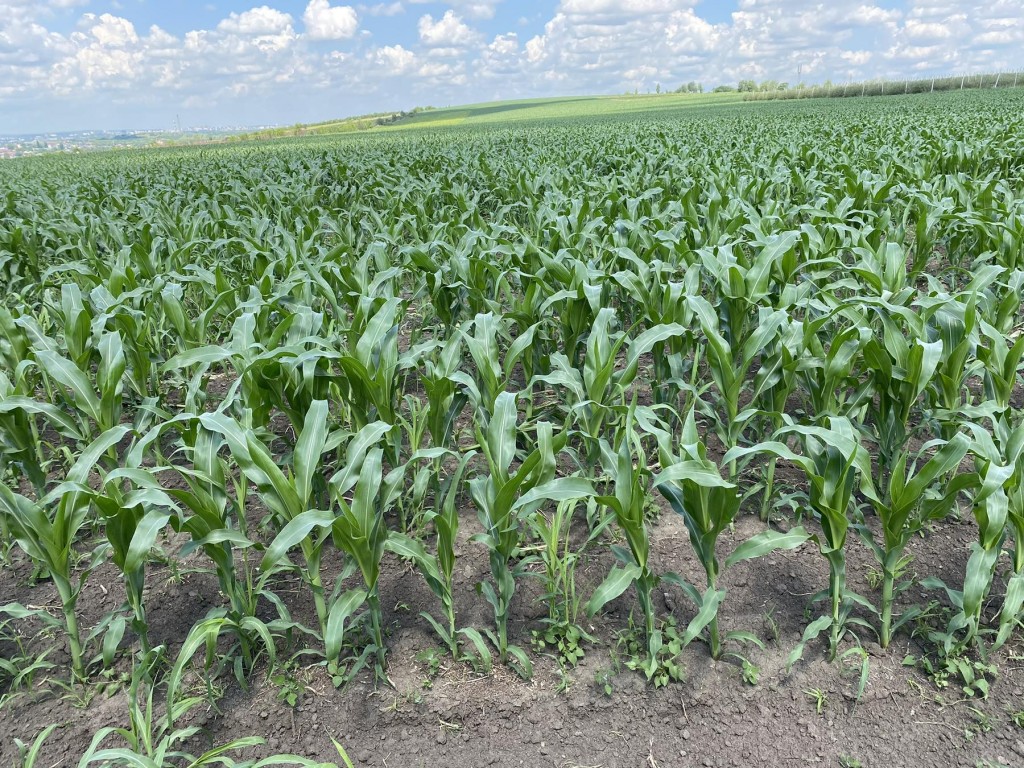 hibrizi porumb dekalb