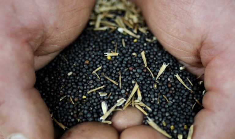 Ucraina dezvoltă un sistem digital pentru monitorizarea exporturilor de soia și rapiță