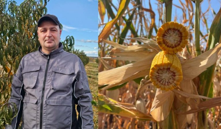 Roman Busuioc: „Cu hibridul de porumb DKC 3972 am obținut recolte mai mari de până la 1–1,5 t/ha”