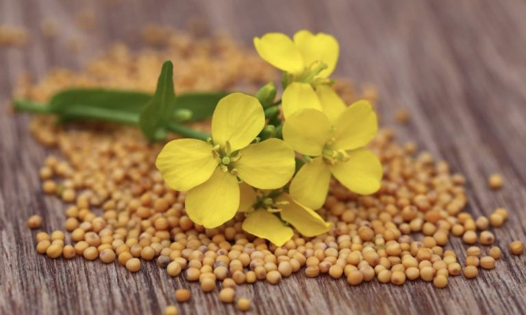 UE importă cantități record de semințe de muștar