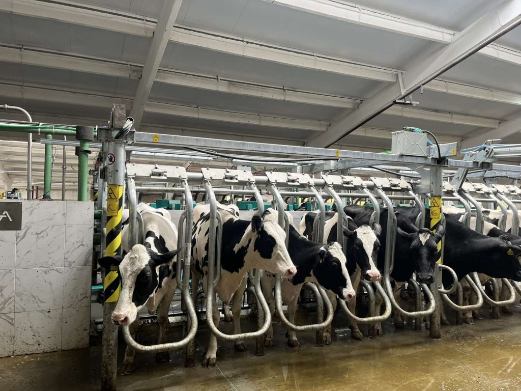 bovine în ferma familiei gnatiuc