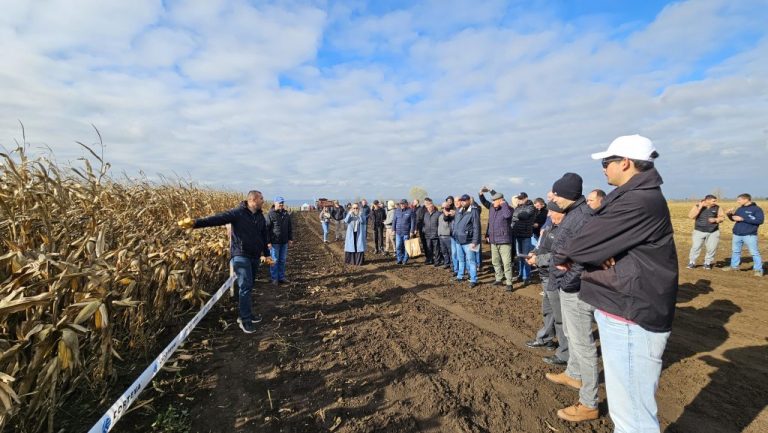 Recoltare publică: Producția la 14 hibrizi de porumb Pioneer la irigare prin picurare
