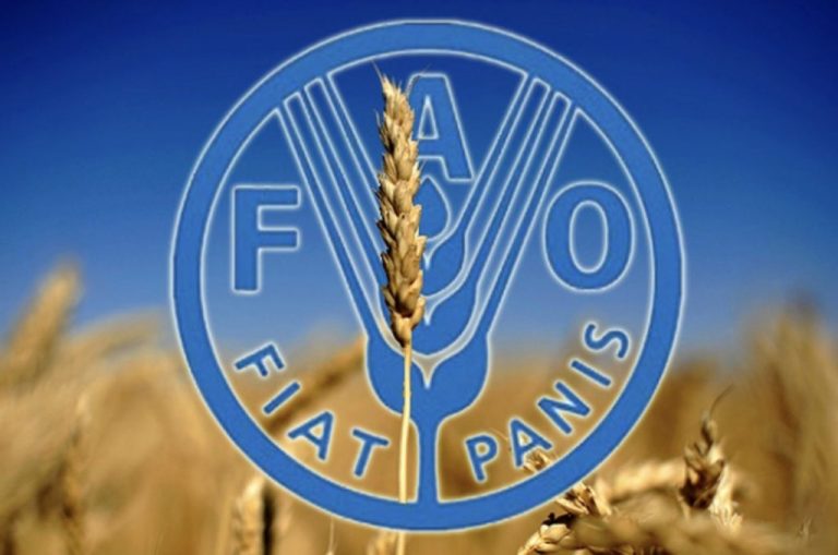 Ce prognoze are FAO pentru producția mondială de cereale