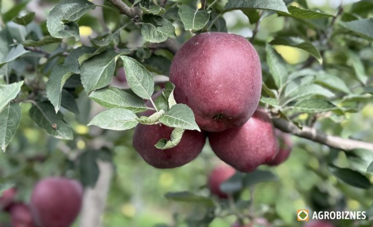 Membrii Asociației Moldova Fruct cultivă peste 50 de soiuri de măr