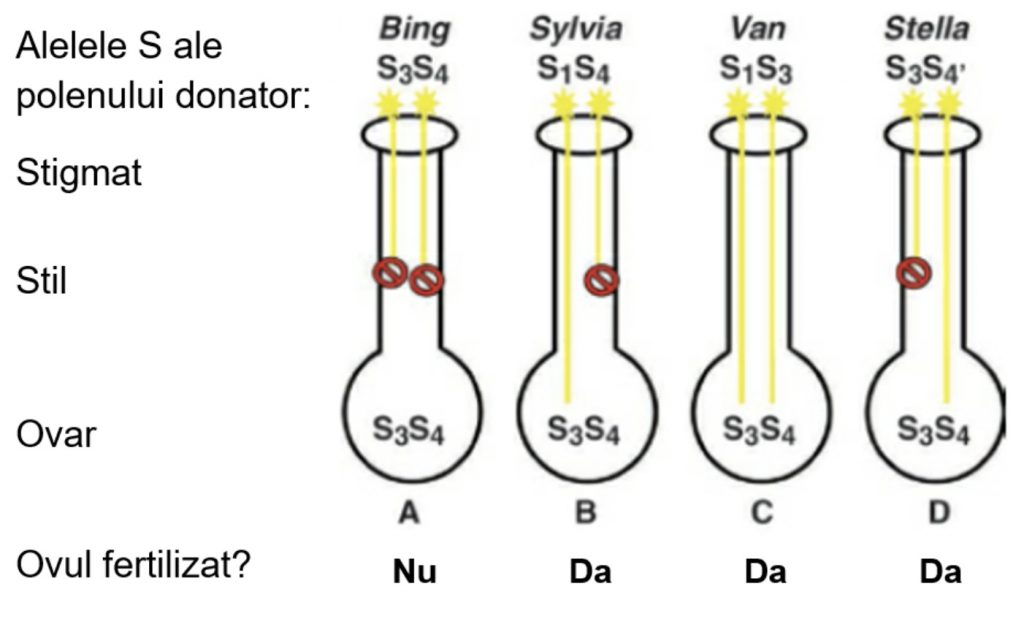 soiuri polenizatoare cires