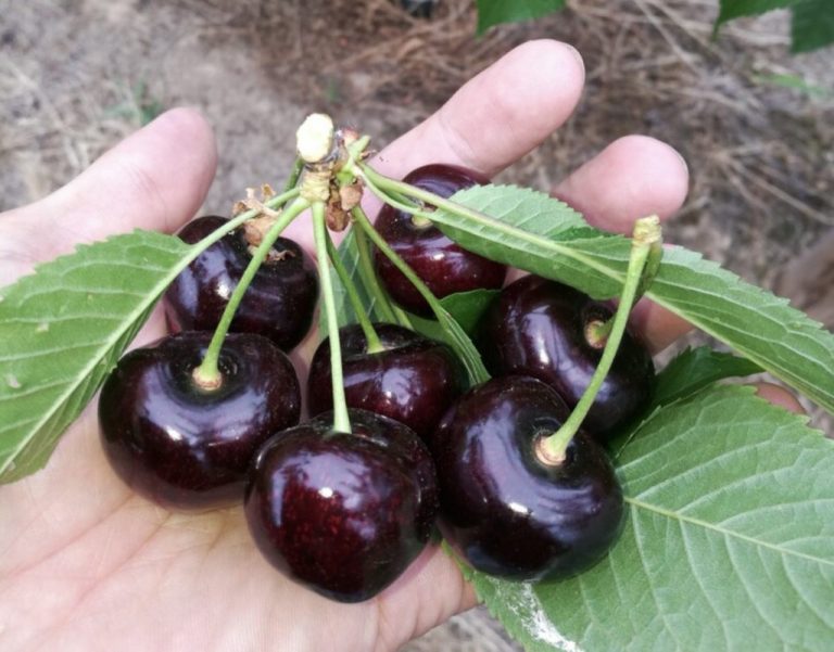 Cum alegem soiurile de cireș polenizatoare pentru recolte înalte