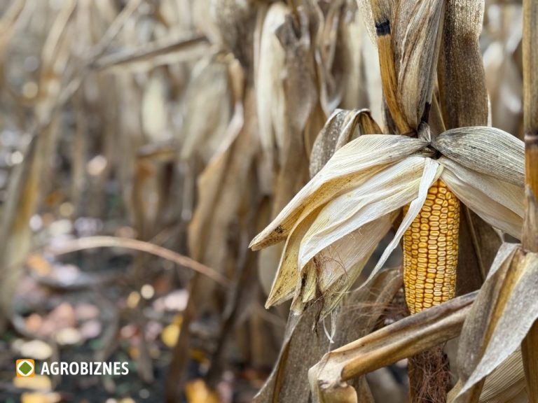 Ucraina: Recolte mai mari la cereale, dar pierderi la oleaginoase 