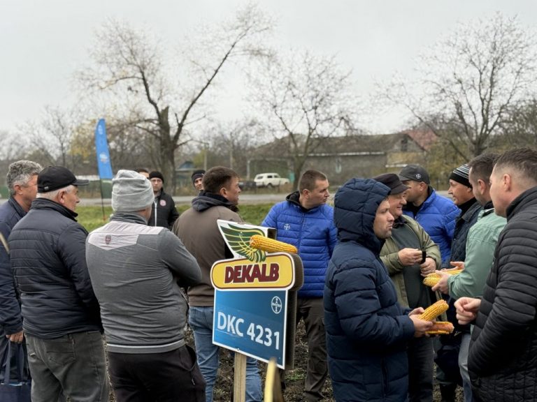 Rezultatele a 13 hibrizi de porumb Dekalb în ferma familiei Obadă, la Nicoreni
