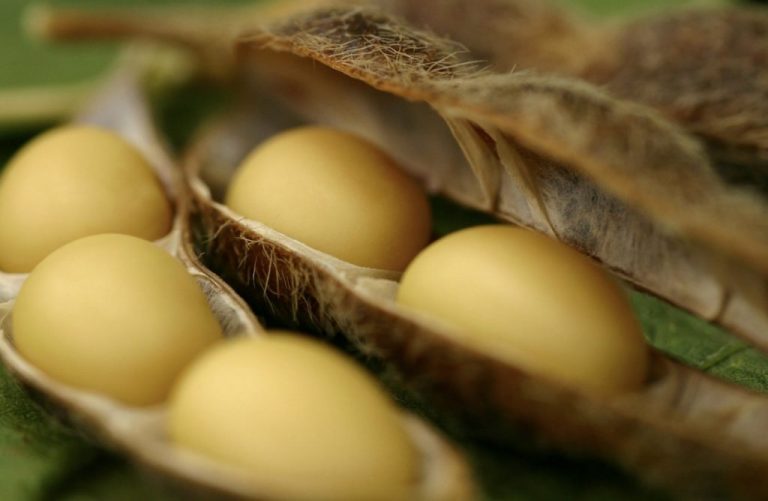 Cum își pot proteja fermierii profitul la cultura de soia