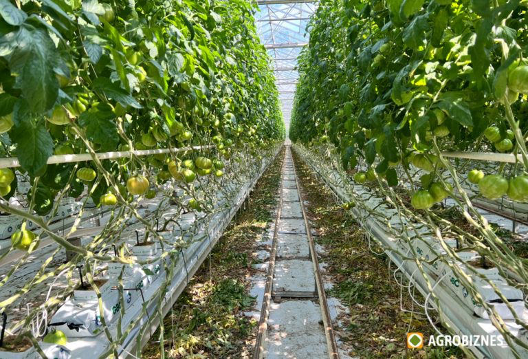 Atelier dedicat tehnologiilor hidroponice, organizat la Chișinău pentru legumicultori