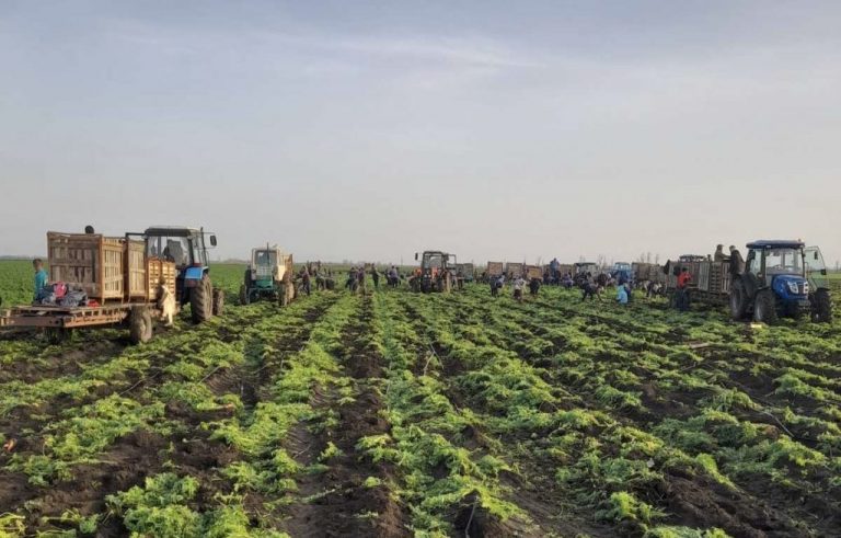 Vasile Bacal, fermier: „Anul trecut, am aruncat recolta de pe 30 ha din cauza tripsului. Cu Itagritec, avem peste 80 t/ha”