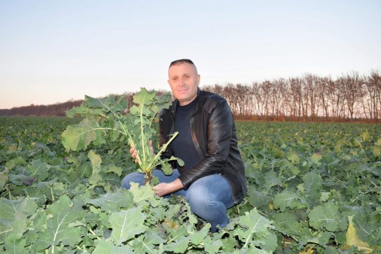 Cum salvăm rapița neuniformă înainte de iernat