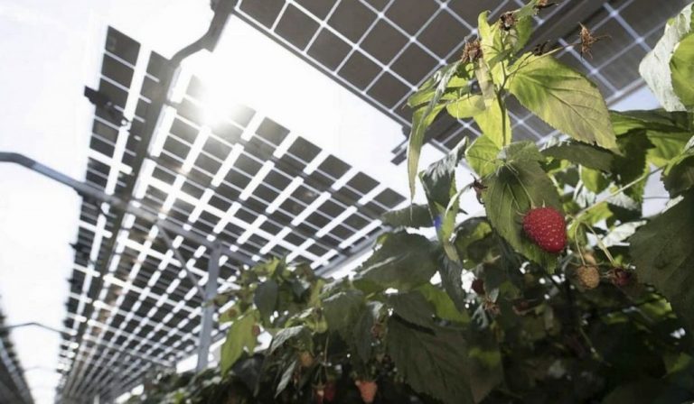 Ghid: Instalarea panourilor fotovoltaice în combinație cu culturile agricole