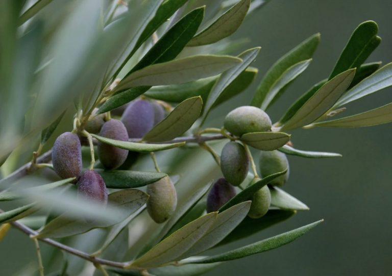 Ucraina lansează un proiect-pilot de cultivare a măslinilor