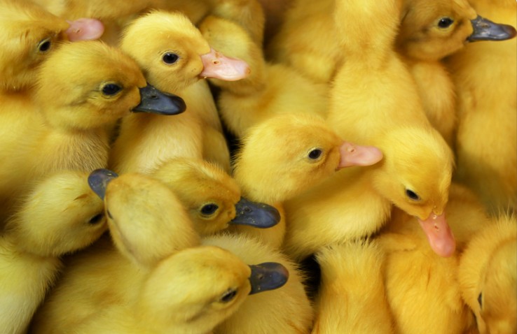 rățuște-densitate