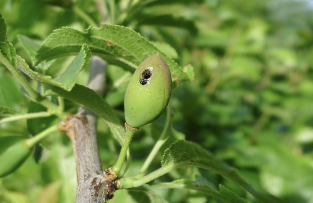 viespea neagra si viespea galbena a prunului