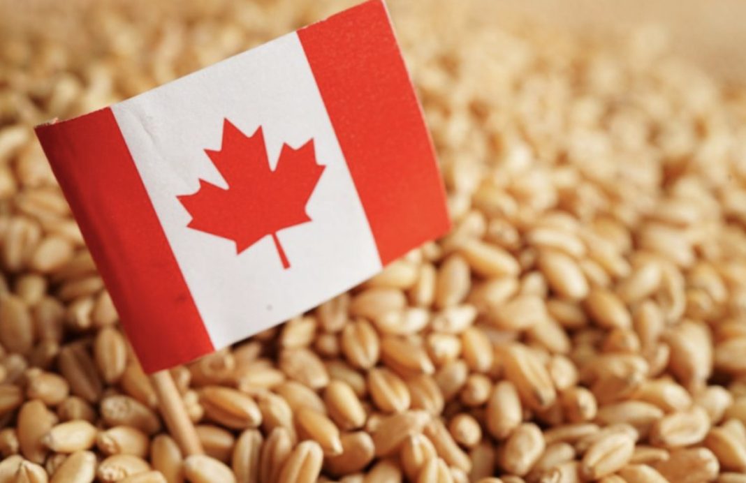 Canadian flag on a toothpick planted in a bed of wheat grains, signaling Canadian agriculture or origin