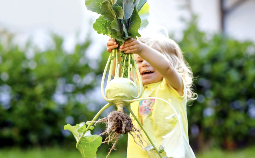 Child in a yellow shirt lifts a freshly harvested kohlrabi by its leafy stems in a sunny garden.
