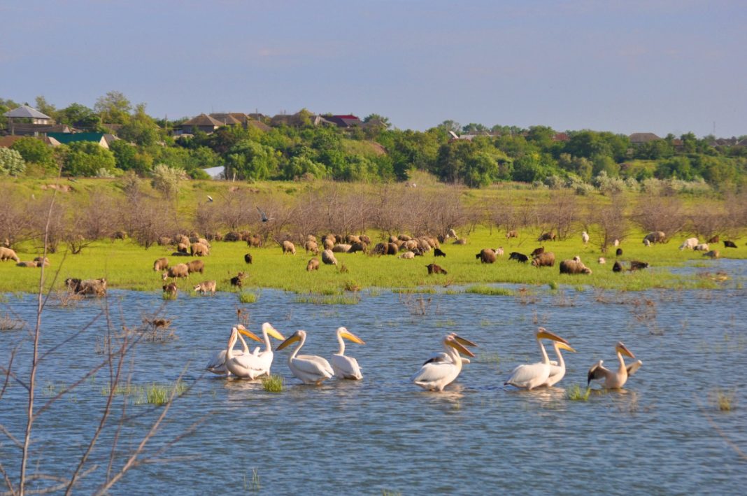 Group of white pelicans floating on a calm blue river, with a grassy field, a distant herd of grazing animals, and houses on a hill in the background.
