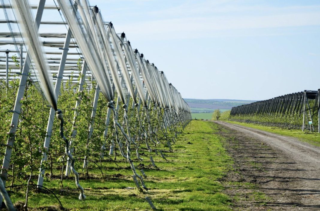 Rows of metal trellis supports along both sides of a dirt road in a grassy fields, with irrigation hoses and young trees under a blue sky in a rural farm setting.
