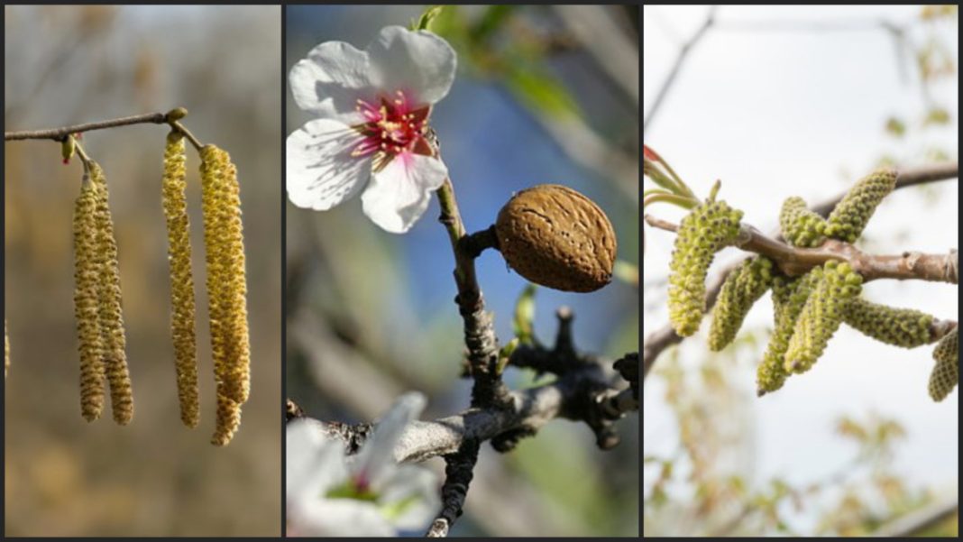Triptych of spring branches: left shows yellow hanging catkins, center features a white blossom with a brown fruit, right displays green catkins along a twig.