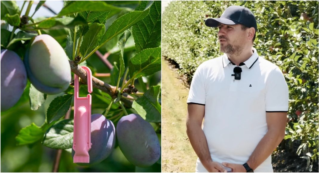 Two-panel image: left shows ripening plums on a branch with a pink fruit picker hanging from the stem; right shows a man in a white polo and cap standing in an orchard.