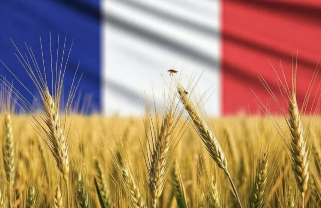 Golden wheat stalks in a sunlit field with a blurred French flag in the background.