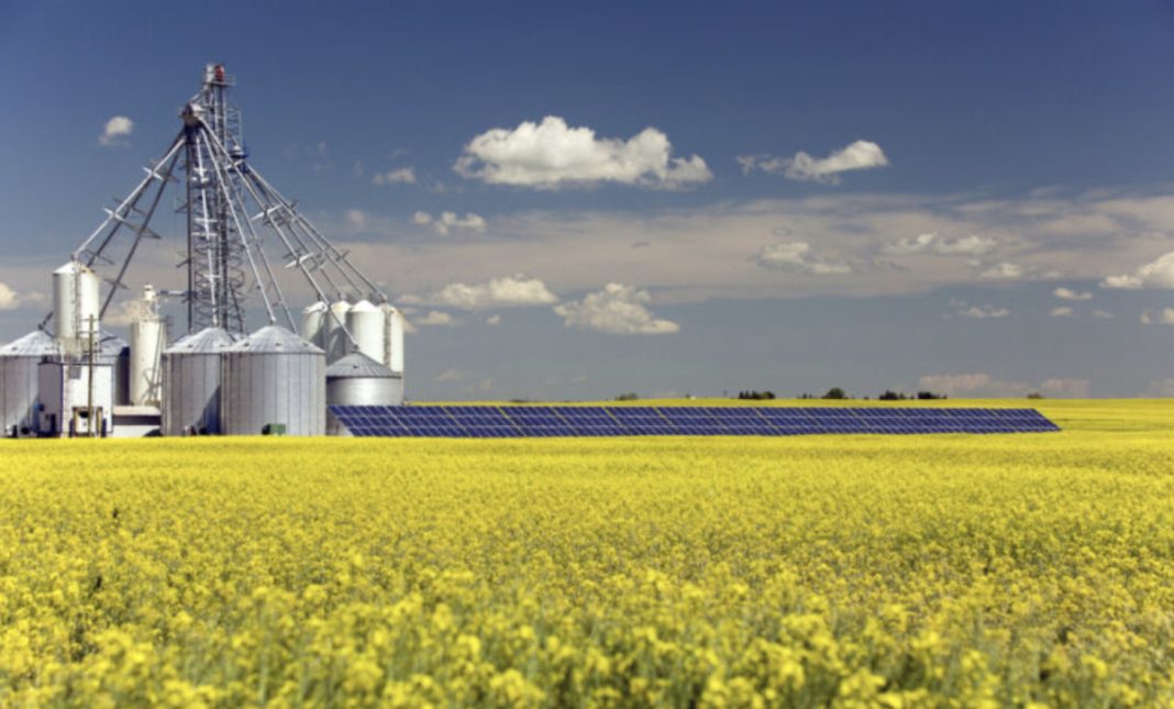 Farm buildings and silos beside a row of solar panels in a bright canola field under a blue sky.