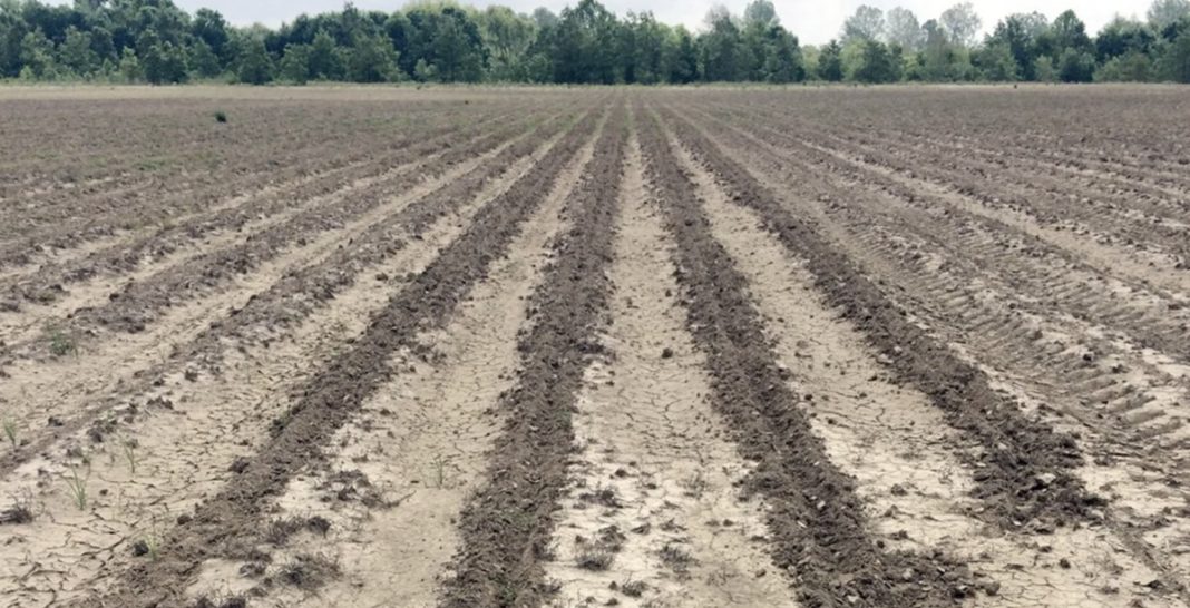 Wide agricultural field with deep furrows and cracked soil, rows stretching toward a tree line on the horizon.