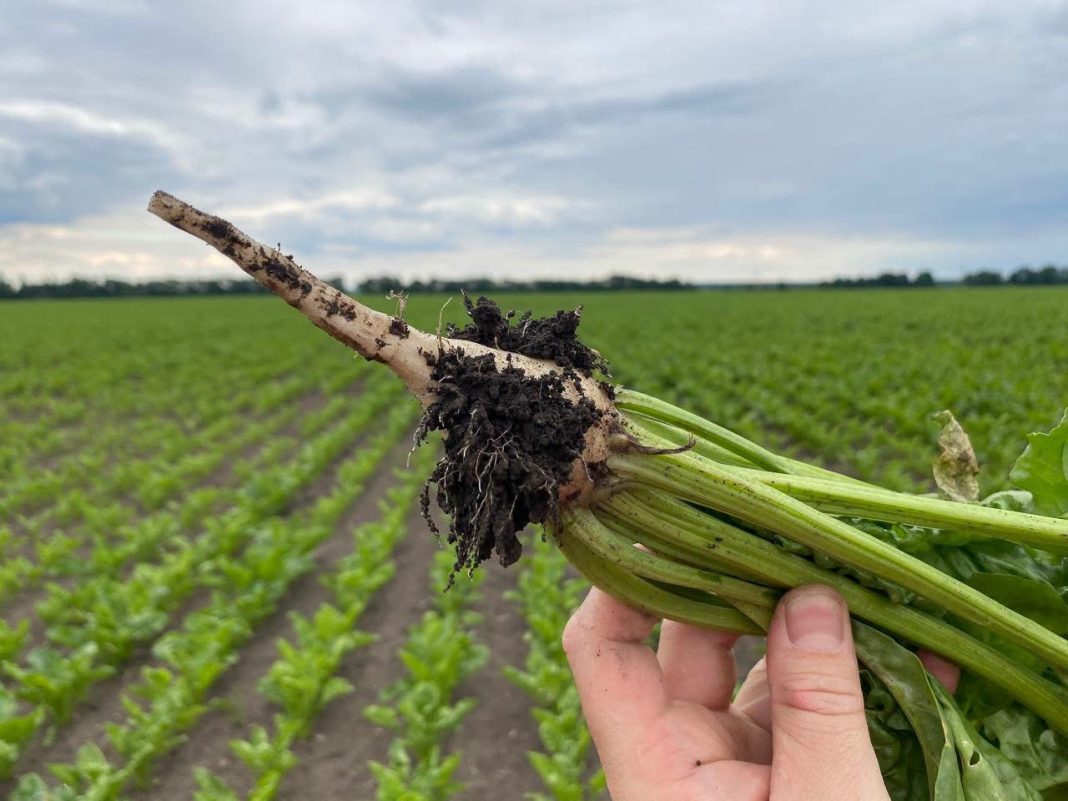 Hand holding a soil-covered bunch of beets with green tops, in a field with rows of crops under cloudy skies.