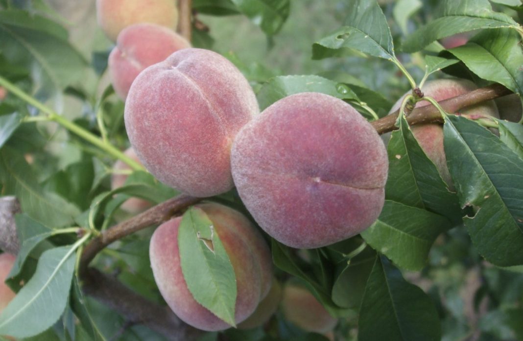 Cluster of ripe peaches on a branch amid green leaves.