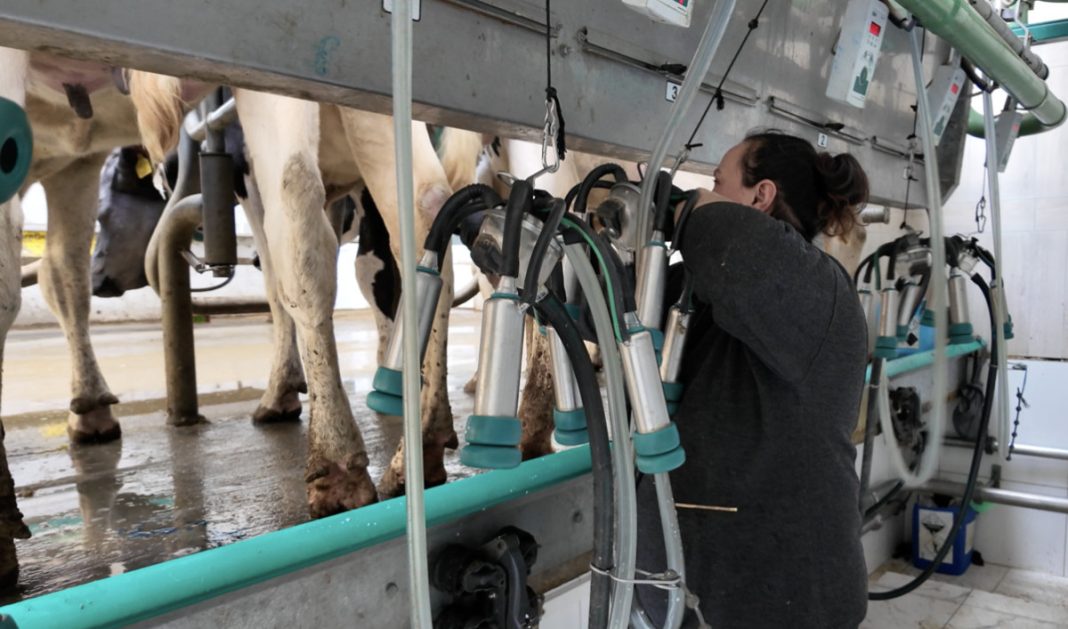 Farmer milking cows in a dairy parlor with automated milking equipment and hoses attached to the cows' udders