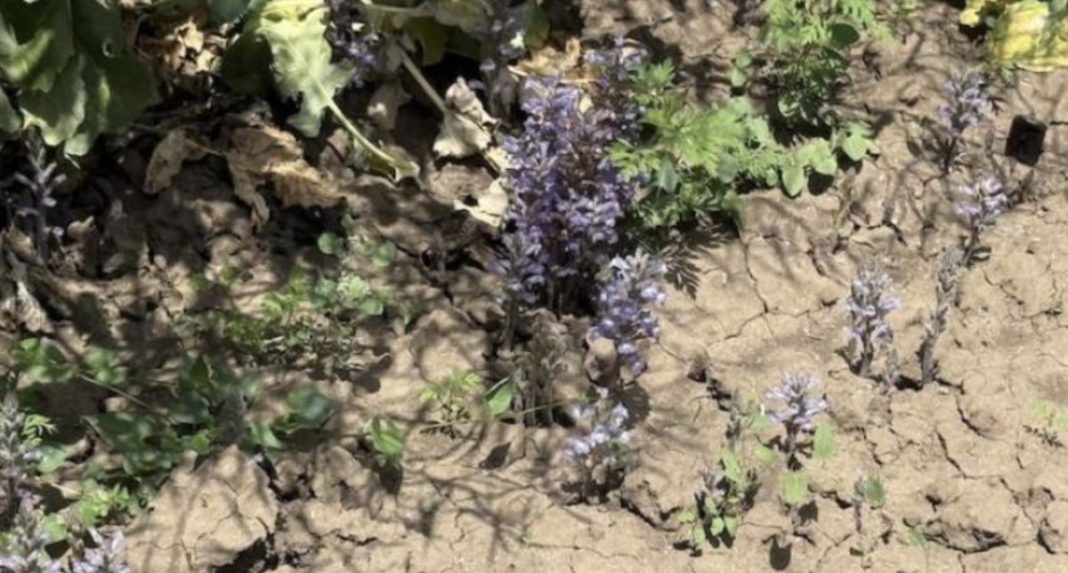 Dry, cracked soil with purple lavender flowers growing along a garden bed under sunlit light.