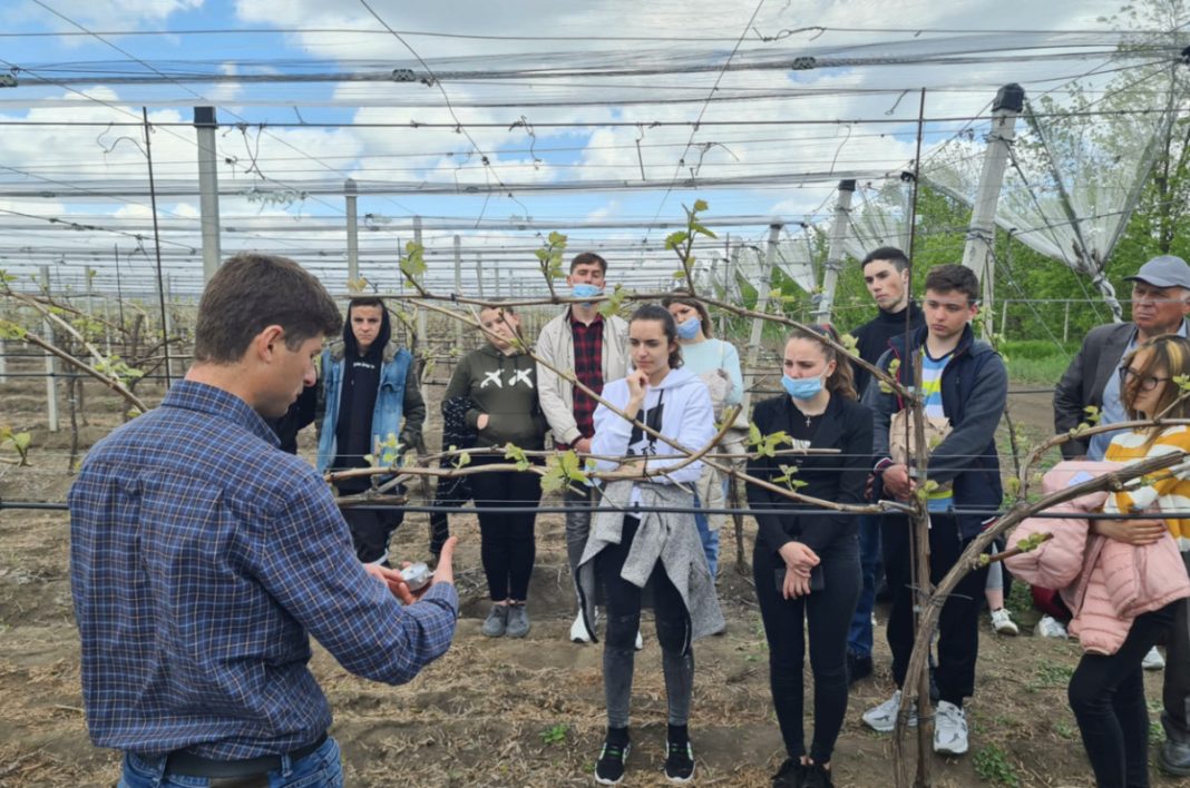 Instructor demonstrates grapevine pruning to a group of students in a vineyard with budding vines on trellises under a cloudy sky.