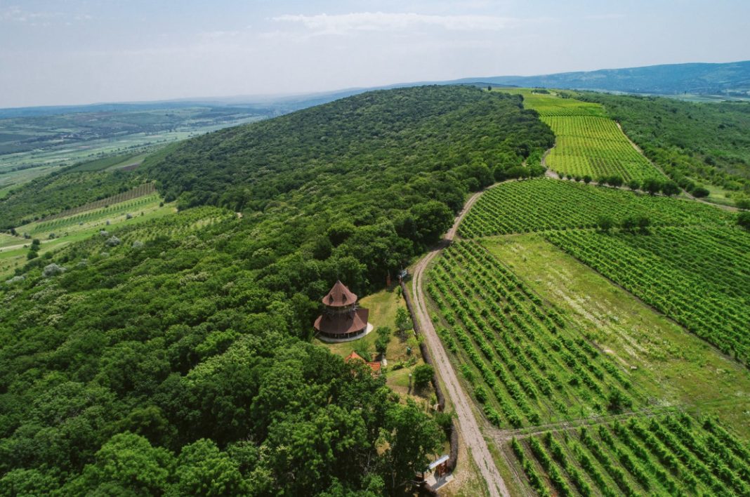 Aerial view of a terraced vineyard on a hillside, with a circular wooden pavilion and a winding dirt path.